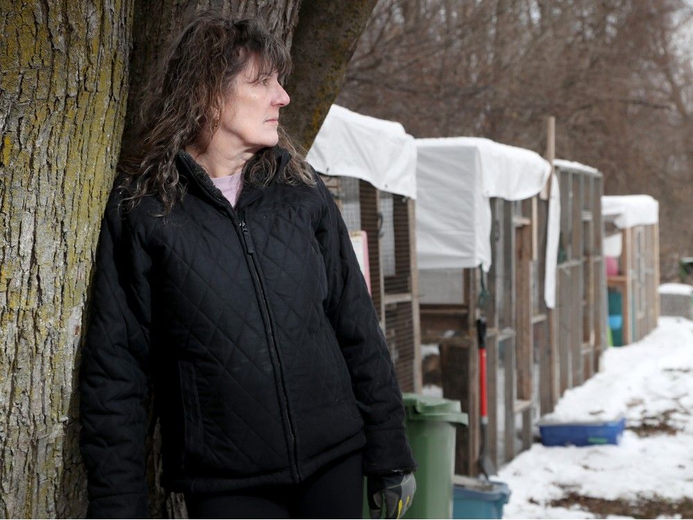  Jamie Hindley, a volunteer and board member at Holly’s Haven Wildlife Rescue in Dunrobin, stands in front of some of the wild animal enclosures at the centre.A new McDonald’s at Rideau and Dalhousie is celebrating its opening with a donation to Holly’s Haven to support a new isolation unit and tackle the high demand for wildlife centres during the winter months.