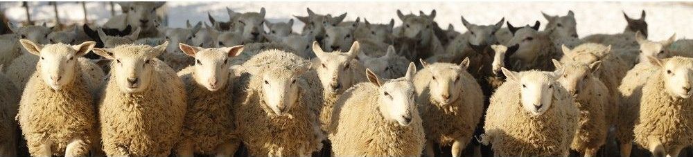 Sheep from the Shady Creek Lamb Co. Sheep from the Shady Creek Lamb Co.