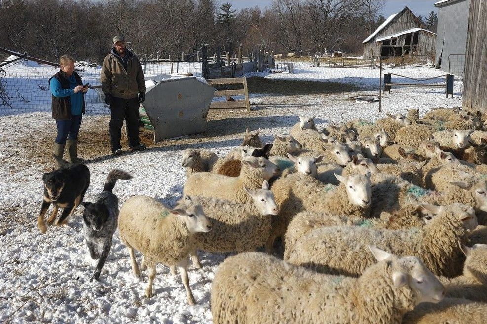 Chris Moore and Lyndsey Smith at their farm near Carp. Chris Moore and Lyndsey Smith at their farm near Carp.