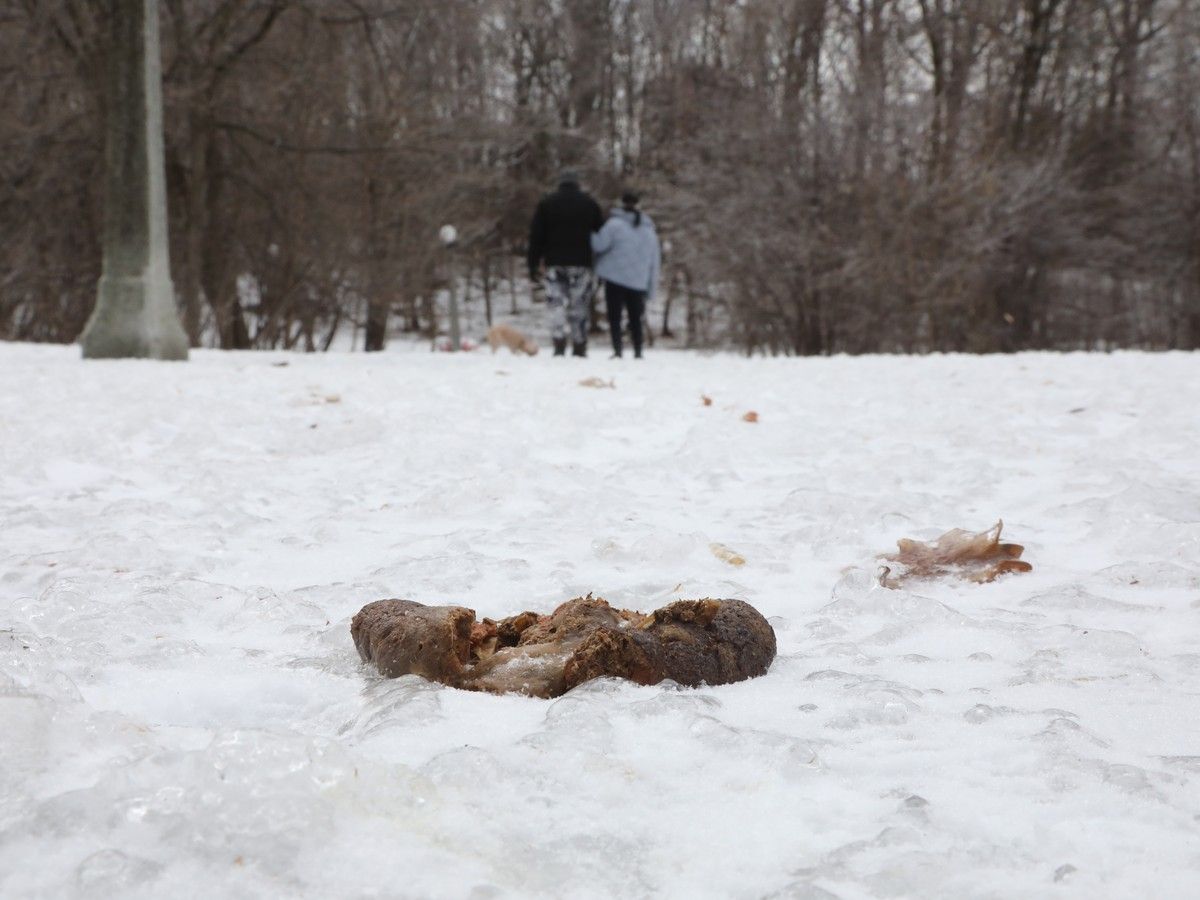  A dog owner did not pick up after his dog at Hampton Park.