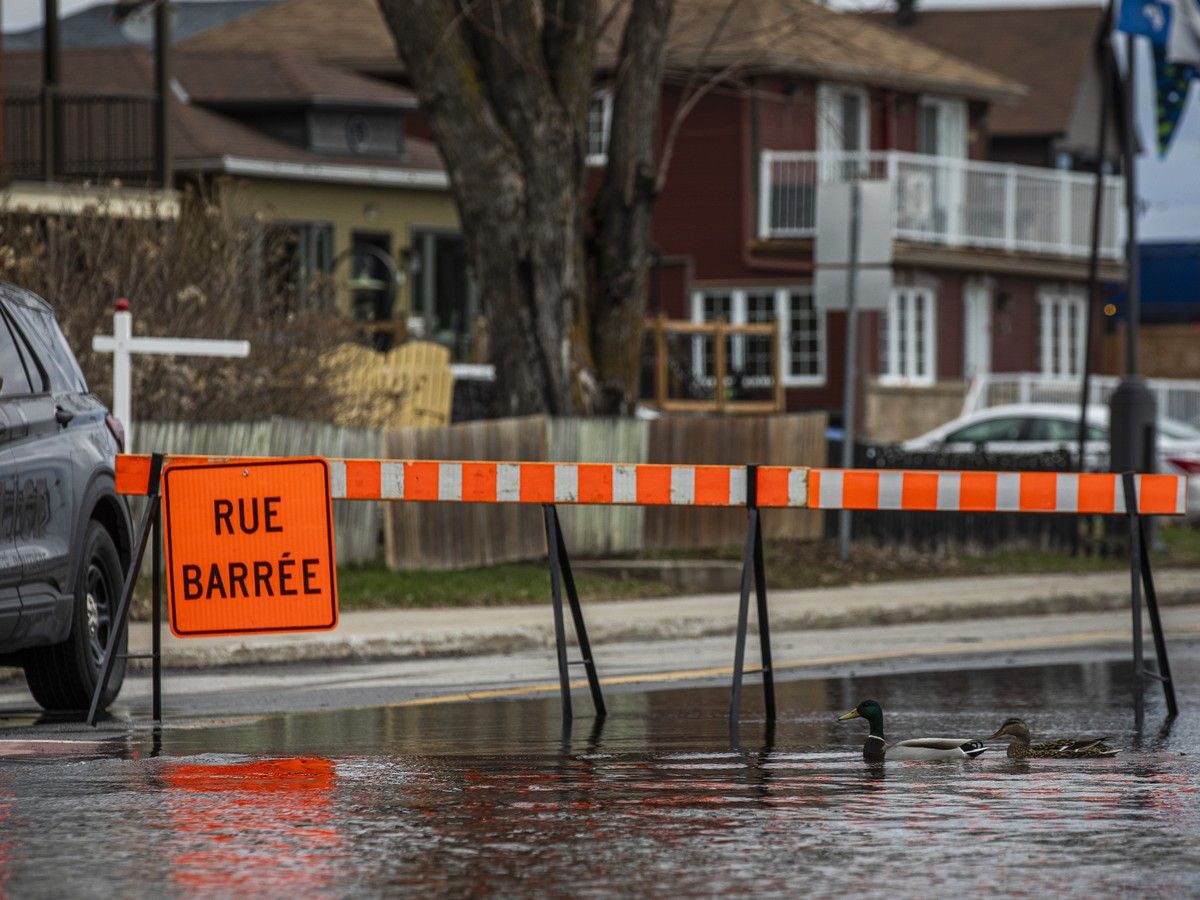  A pair of ducks ignore a ‘road closed’ sign on Rue Jacques-Cartier on Sunday.