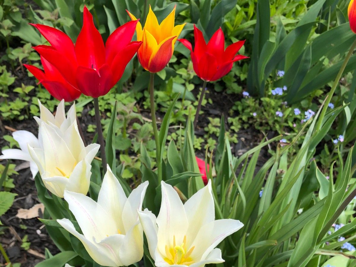 Celebrate spring with tulips