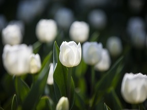 2026 Canadian Tulip Festival
