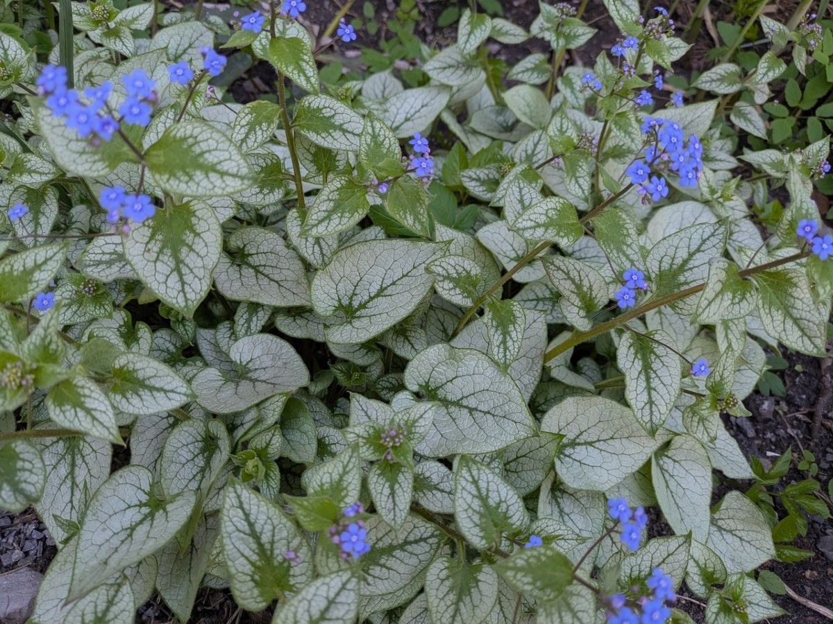 In the garden: These shade-seekers will help fill the void