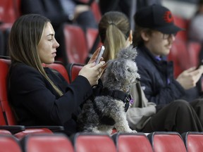 Monkey watches the Ottawa Charge practice closely from her seat at the Canadian Tire Centre