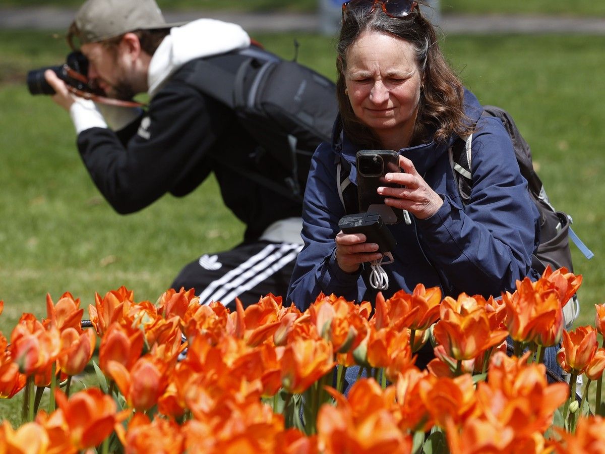 People crouch in front of tulips to take photos