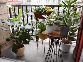 Plants