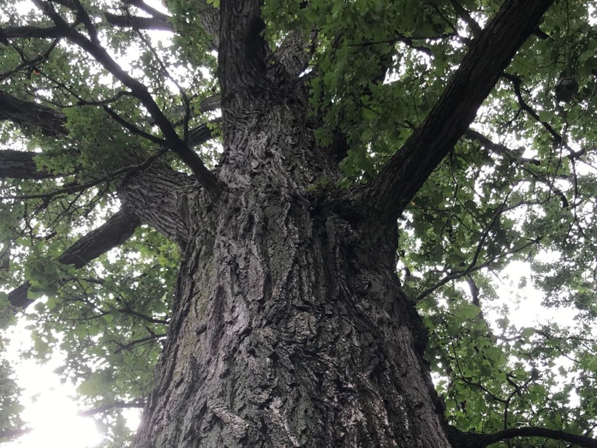 In the garden: Start with a native tree 