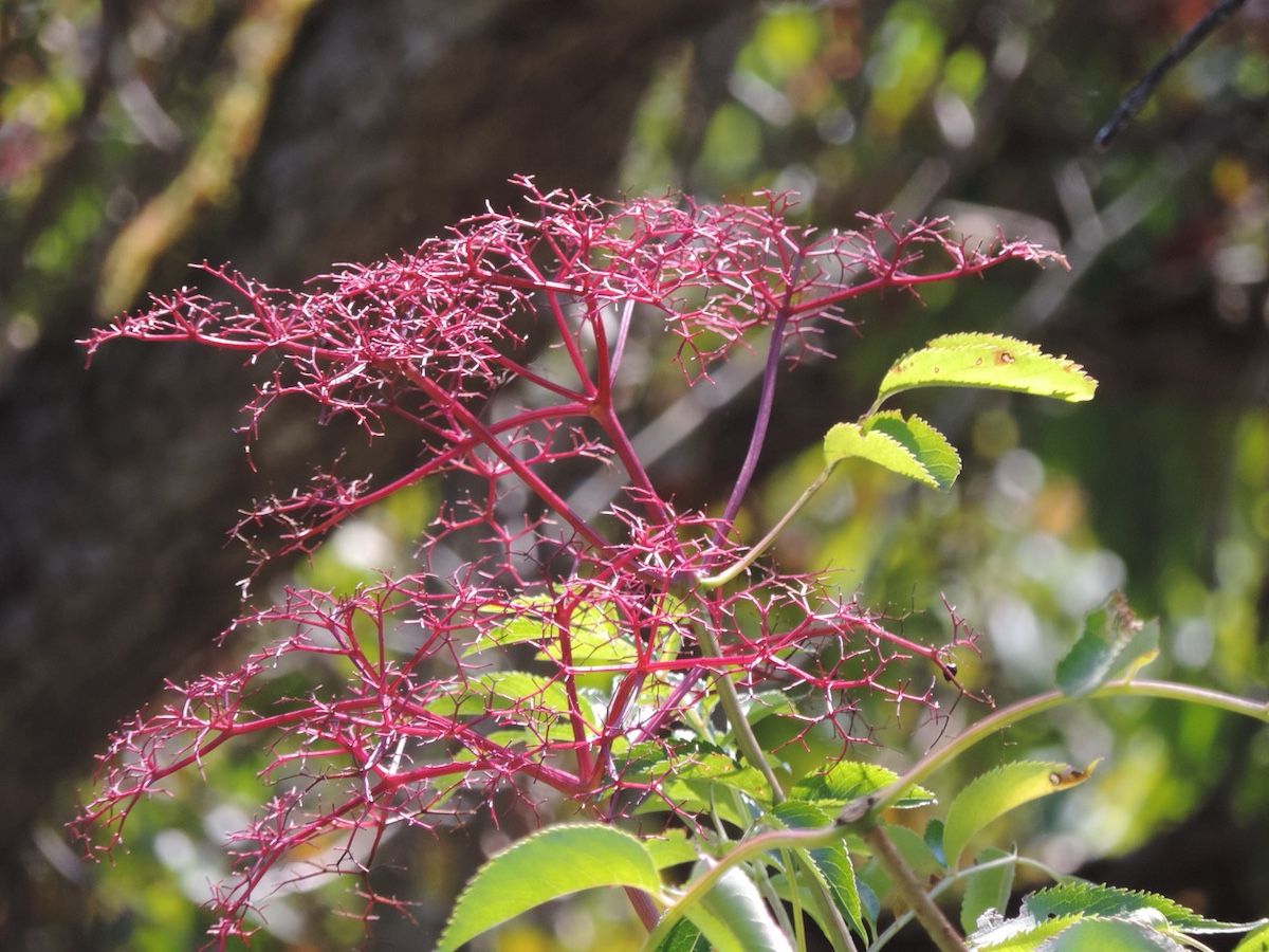 Elderberry growing at Fletcher Wildlife Garden.