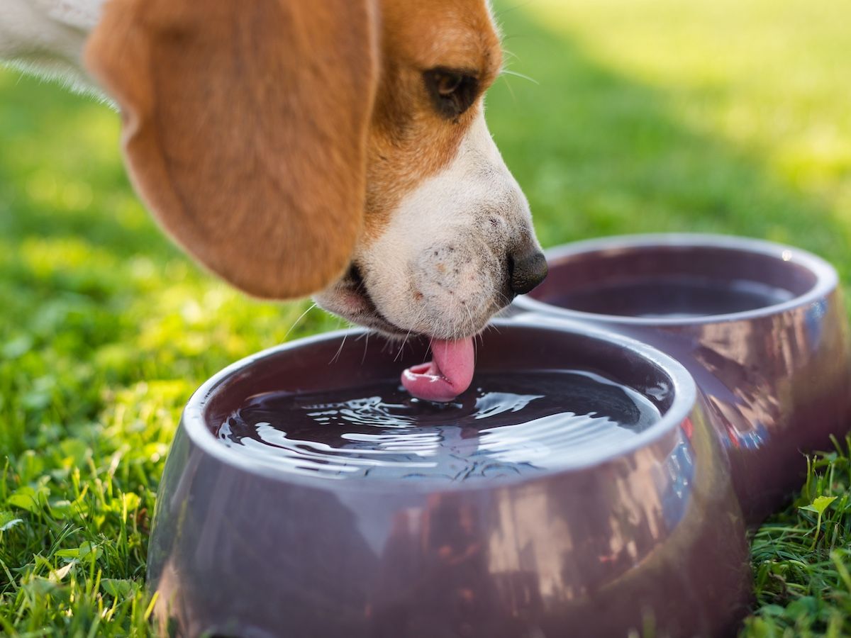 In the garden: Water, water everywhere!