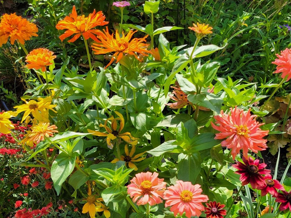 Zinnias and daisies are dependable summer cut flowers.