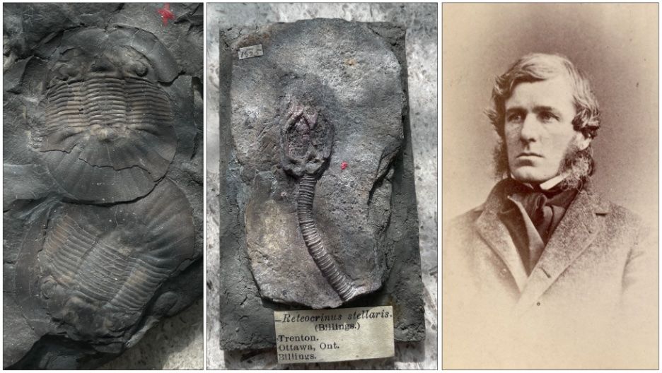 Elkanah Billings, born in Gloucester Township in the future Ottawa in 1820, was a lawyer and Ottawa Citizen editor who went on to become Canada’s first official palaeontologist in 1856. Among the many 450-million-year-old creatures he discovered in Ottawa’s fossiliferous limestone and shale were an extinct species of trilobite (left) and sea lily (centre). Fossil photos: Michelle Coyne, Canadian Museum of Nature; Billings photo: Bibliothèque et Archives Nationales du Québec Elkanah Billings, born in Gloucester Township in the future Ottawa in 1820, was a lawyer and Ottawa Citizen editor who went on to become Canada’s first official palaeontologist in 1856. Among the many 450-million-year-old creatures he discovered in Ottawa’s fossiliferous limestone and shale were an extinct species of trilobite (left) and sea lily (centre). Fossil photos: Michelle Coyne, Canadian Museum of Nature; Billings photo: Bibliothèque et Archives Nationales du Québec
