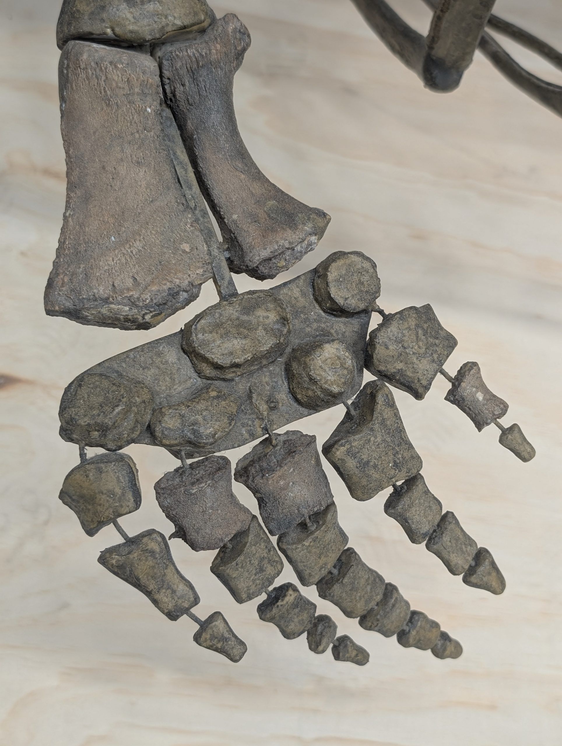 The Ottawa Citizen reported the discovery of the beluga skeleton in June 1948. The museum display model features the whale’s characteristic “pentadactyl” forelimb, a trait we five-fingered humans share. The Champlain Sea beluga dug up in old Ottawa is genetically the same as today’s beluga whales. The Ottawa Citizen reported the discovery of the beluga skeleton in June 1948. The museum display model features the whale’s characteristic “pentadactyl” forelimb, a trait we five-fingered humans share. The Champlain Sea beluga dug up in old Ottawa is genetically the same as today’s beluga whales.