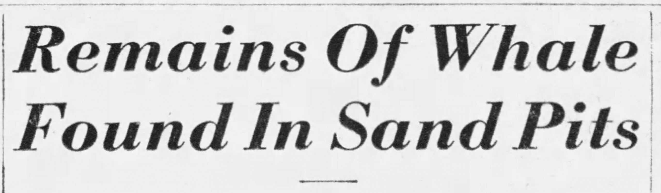 The Ottawa Citizen reported the discovery of the beluga skeleton in June 1948. Ottawa Citizen/Newspapers.com. The Ottawa Citizen reported the discovery of the beluga skeleton in June 1948. Ottawa Citizen/Newspapers.com.