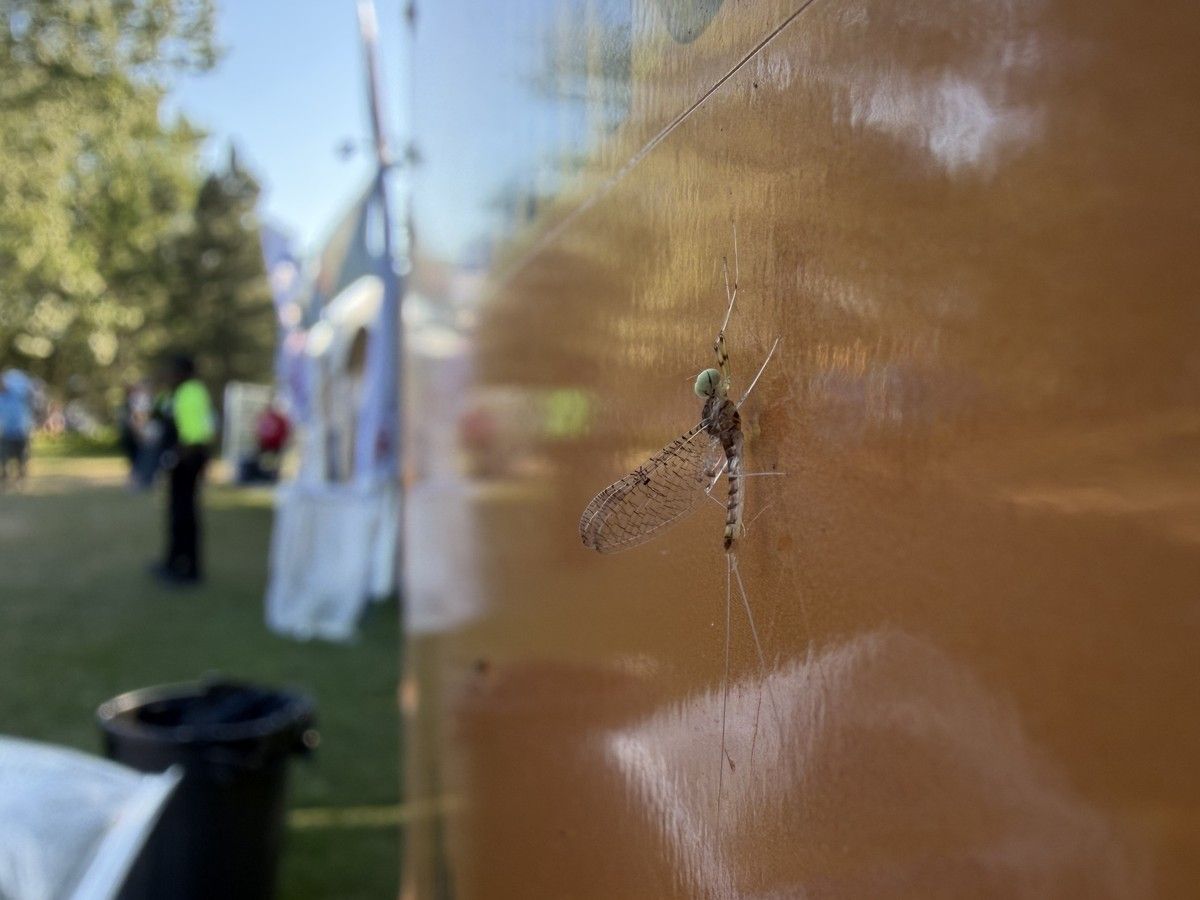 Adult mayflies are among of the shortest-lived insects in the world. But Bluesfest attendants, and businesses who set up shop along the Ottawa River, encountered dozens of them throughout the evening. Adult mayflies are among of the shortest-lived insects in the world. But Bluesfest attendants, and businesses who set up shop along the Ottawa River, encountered dozens of them throughout the evening.