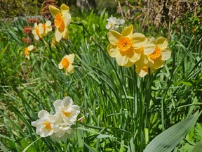 Daffodils