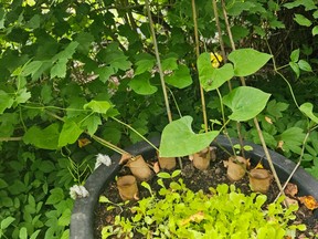Baby lettuce with pole beans.