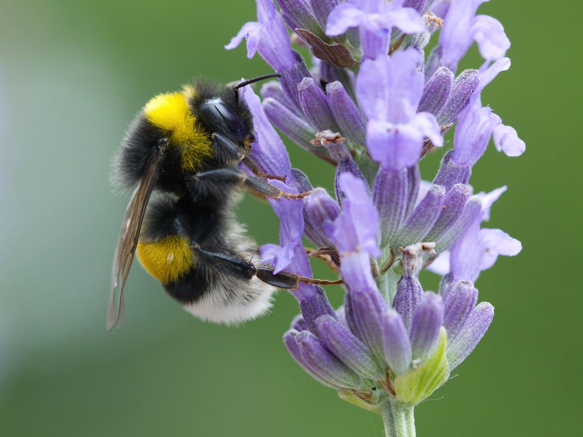 Bee