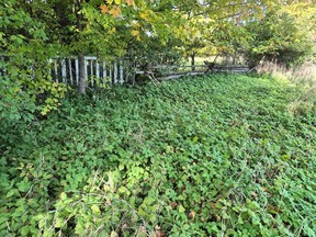 Large goutweed patch in natural area.