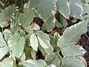Variegated goutweed.