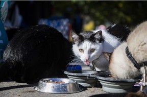 Honour Driscoll Homeless Cat Owner