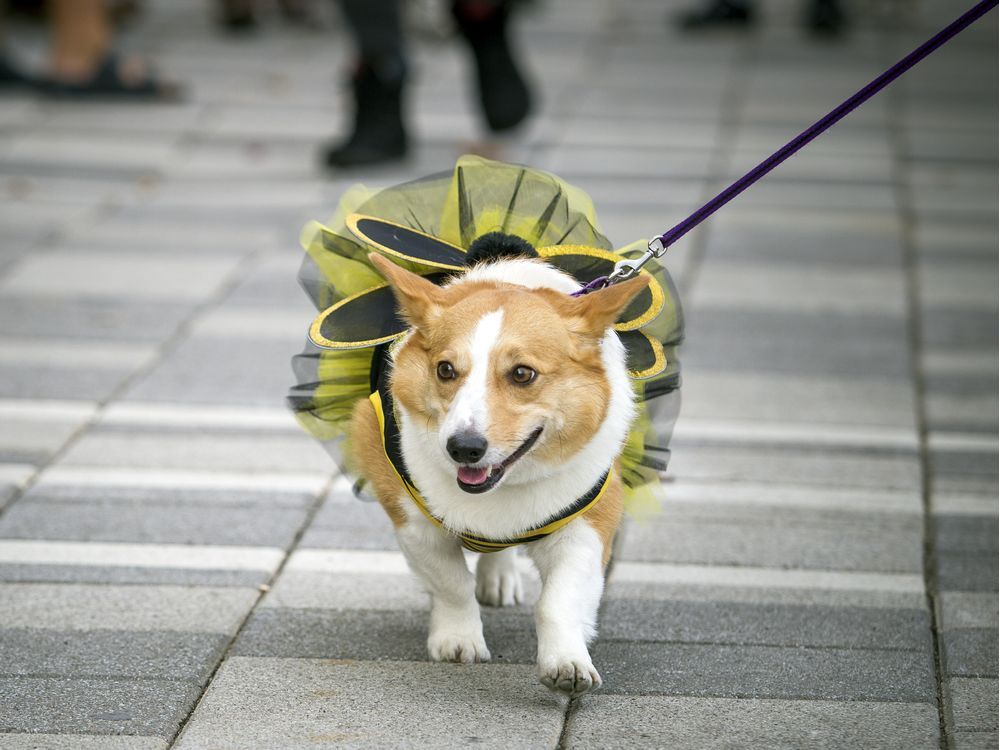 Corgi umbrella clearance