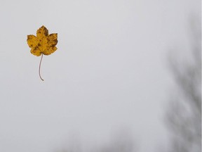 A maple leaf falls from a tree.