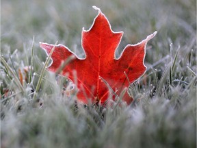 A fallen maple leaf in Oconomowoc, Wis. is laced in frost after sub-freezing overnight temperatures left a temporary ivory coat on area surroundings Wednesday, Oct. 22, 2014. (AP Photo/John Hart, Wisconsin State Journal)
John Hart, AP