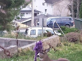 "Hammy" is seen in this unated handout photo sitting in the backyard of Prince Rupert, B.C., resident Sharon Cameron. Help is on the way for Hammy, the northwestern British Columbia buck whose unusual antler adornment has endeared him to area residents and turned him into an Internet sensation. THE CANADIAN PRESS/HO-Sharon Cameron, *MANDATORY CREDIT*