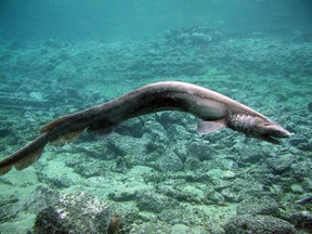 In this handout picture released by Awashima Marine Park, a 1.6 metre long Frill shark swims in a tank after being found by a fisherman at a bay in Numazu, on January 21, 2007 in Numazu, Japan. The frill shark, also known as a Frilled shark usually lives in waters of a depth of 600 meters and so it is very rare that this shark is found alive at sea-level. It's body shape and the number of gill are similar to fossils of sharks which lived 350,000,000 years ago. (Photo by Awashima Marine Park/Getty Images)