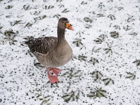 A goose walks through the snow on a meadow.
