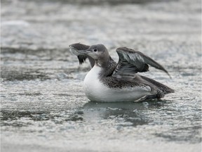 An injured juvenile red-throated loon attempts to fly from a frozen pond in Andrew Haydon Park.