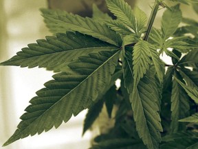 It will be legal for adults to grow up to four marijuana plants in their homes for personal use.