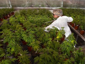 Young plants are given a watering during a tour of Hydropothecary, a medical marijuana plant in Masson, Quebec.