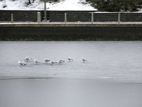 Unless you're a waterfowl or an NCC worker, it's still too early to venture onto the Rideau Canal ice.