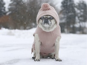 Everyone, and their pug, needs to find ways to stay warm. (Photo: Tony Caldwell, Dec. 22.)