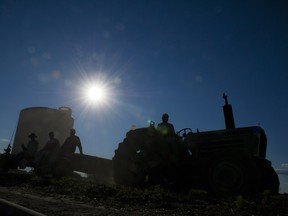 North Gower, ONT : July 9,  2012 :  The dry hot weather forced the Foster family to use an irrigation system for the first time in the farm's 40-year history.