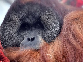 File photo of an orangutan at the Zoo in Hanover, central Germany on February 7, 2018.