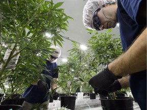 Workers produce medical marijuana at Canopy Growth Corporation's Tweed facility in Smiths Falls, Ont., on Monday, Feb. 12, 2018.