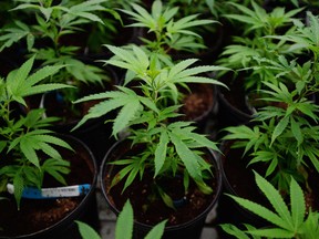 Marijuana plants are pictured during a tour of Tweed Inc. in Smiths Falls, Ont., on Thursday, January 21, 2016. (THE CANADIAN PRESS/Sean Kilpatrick)