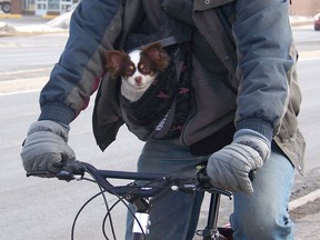 City staff say small animals should be allowed on the new LRT — but no bikes during rush hour.