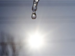 Water drips from the end of an icicle.