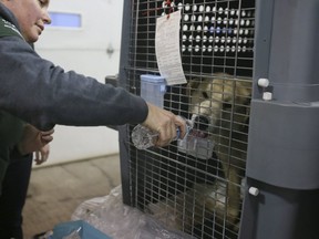On of the dogs rescued from a South Korean meat farm is tended to at Pearson International Airport. (STAN BEHAL, Toronto Sun)