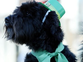 Files: Princess the dog takes part in the St.Patrick's day parade on Bank Street in Ottawa