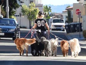A woman walks six dogs together in Manhattan Beach, California, November 4, 2014.   AFP PHOTO / ROBYN BECKROBYN BECK/AFP/Getty Images