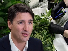 Prime Minister Justin Trudeau meets with local business leaders in Sussex, N.B. on Thursday, March 22, 2018 alongside workers producing medical marijuana at Canopy Growth Corporation's Tweed facility in Smiths Falls, Ont., on Monday, Feb. 12, 2018.