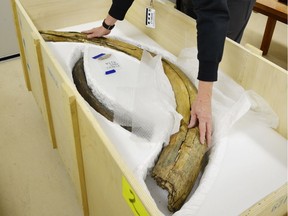 Kieran Shepherd, the museum's Curator of Palaeobiology, examines one of the mammoth tusks.