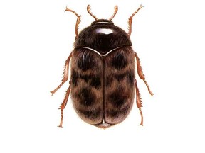 Khapra beetle. (United States Department of Agriculture photo)