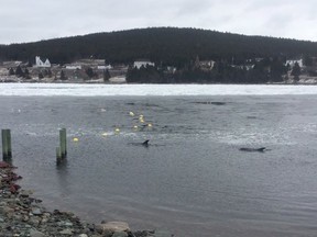 Dolphins are seen trapped in a harbour in Heart's Delight, N.L. in this undated handout photo.