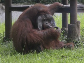 In this image made from video, an adult male orangutan smokes a cigarette in its enclosure at Bandung Zoo in Bandung, West Java, Indonesia, Sunday, March 4, 2018.